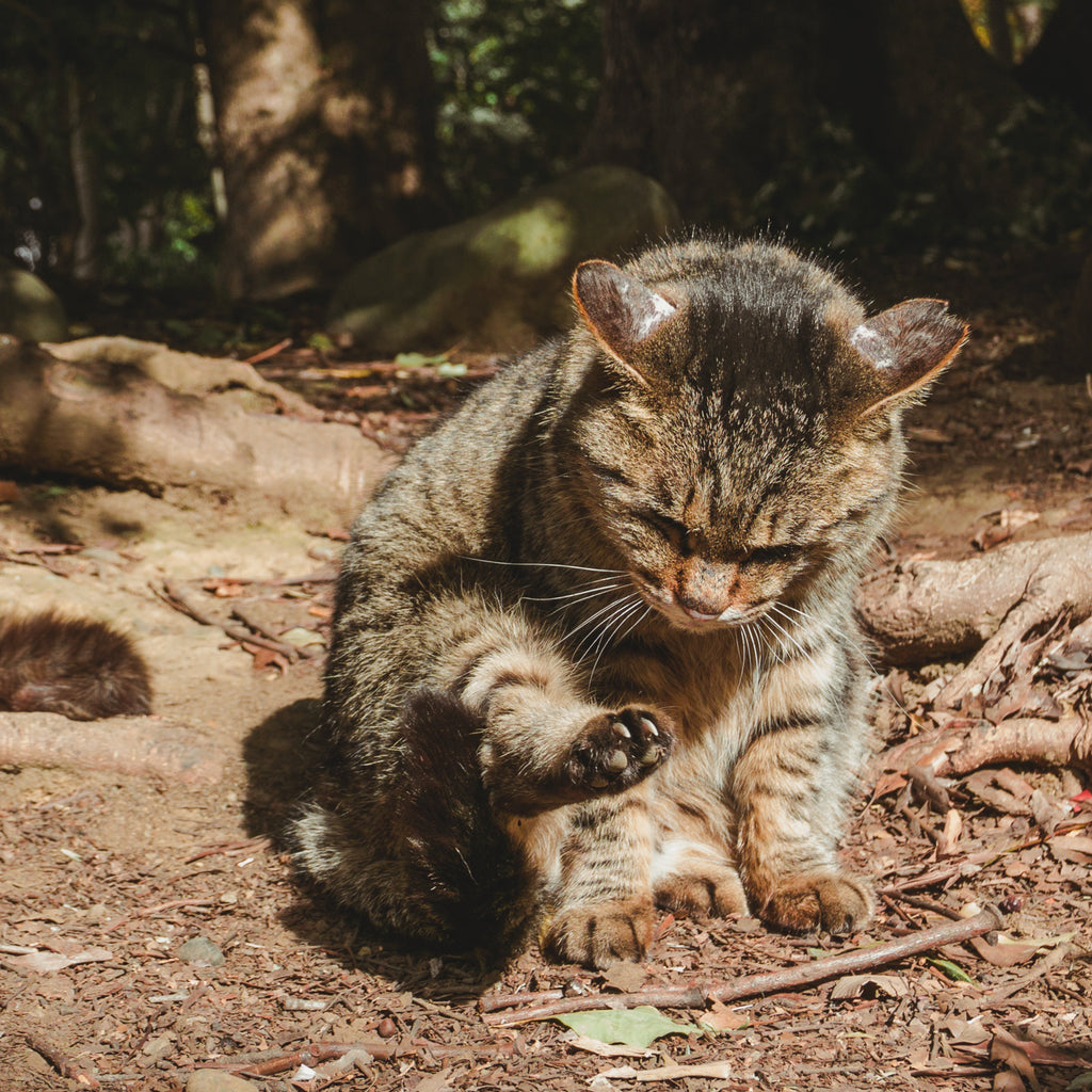 A scruffy wild garden cat, looking at its paw, in Ueno park, Tokyo, Japan.