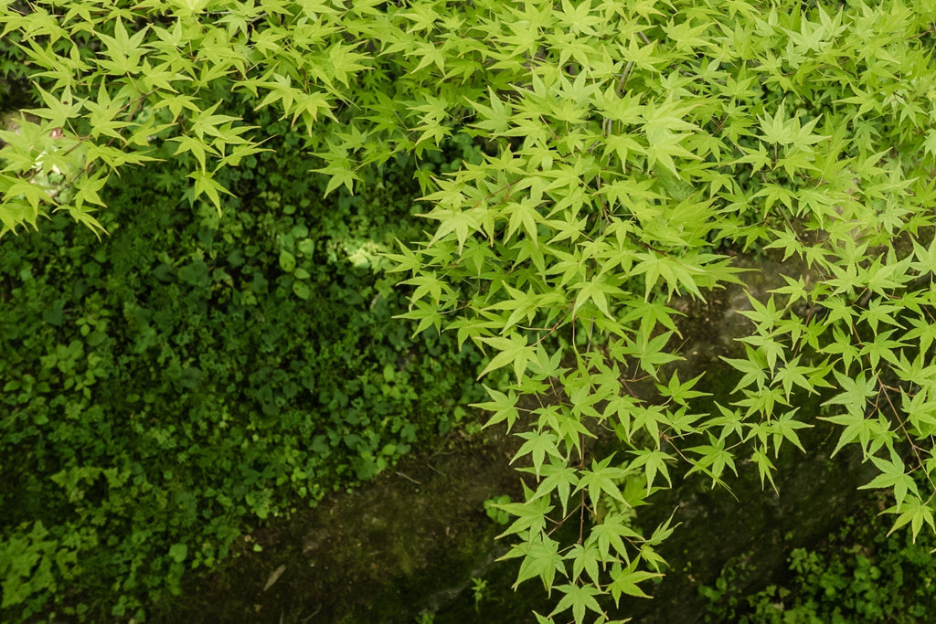 Fresh green foliage of Momiji or Japanese maple leaves over a stream, in spring season in Kyoto.