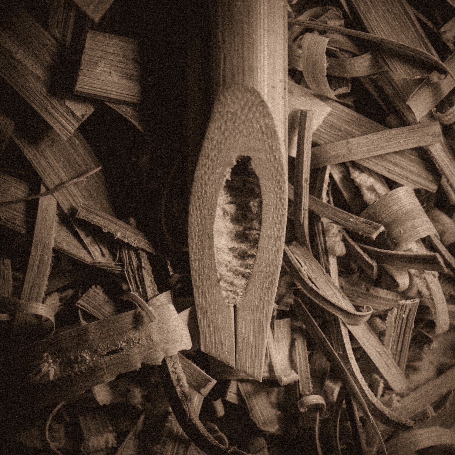 Close up of Arabic calligraphy wooden bamboo pen nib on a pile of wood shavings.
