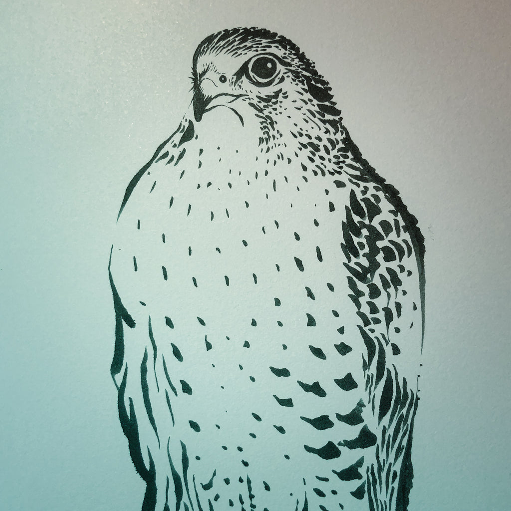 Illustration with a brush pen, a falcon.